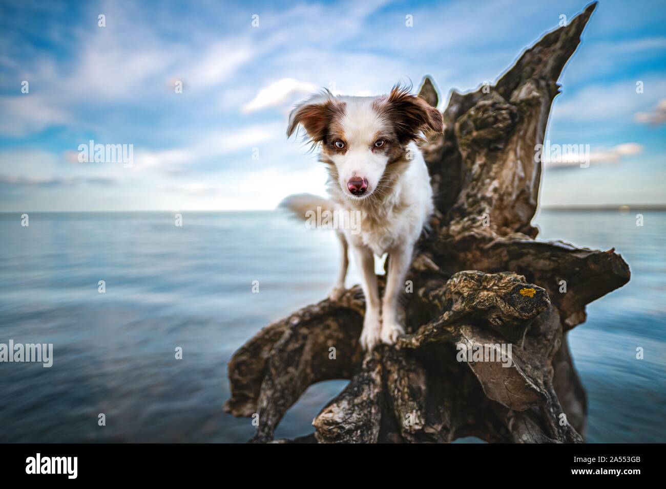 Shepherd tree roots hi-res stock photography and images - Alamy