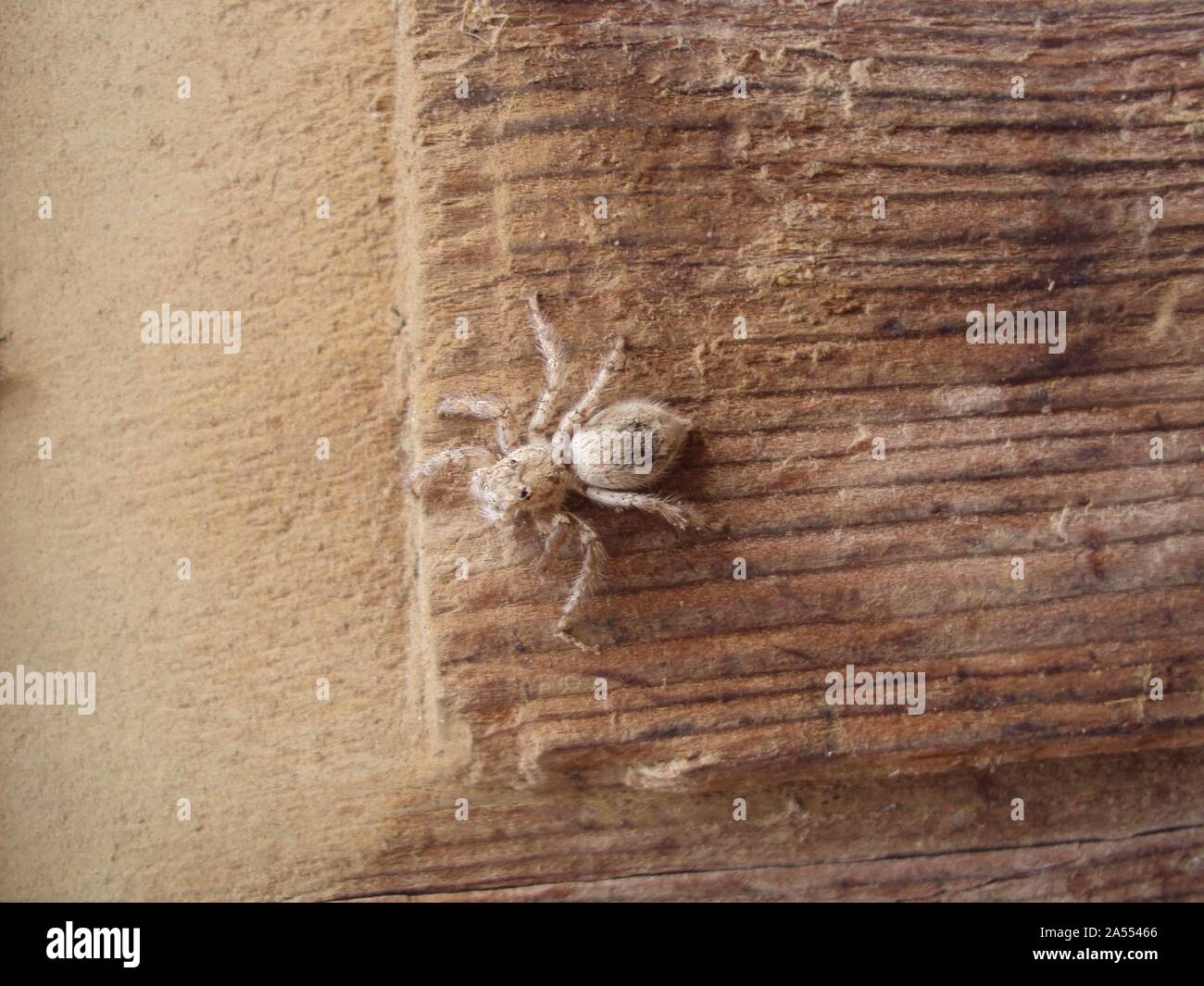 Local spiders in Sukkur Stock Photo - Alamy