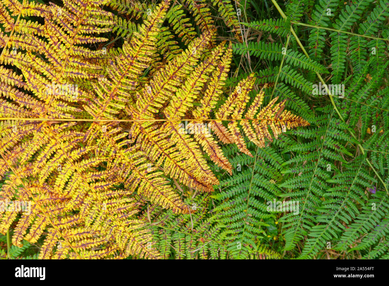 Bracken, Pteridium aquilinum, a native British fern commonly found in woodland and heathland. Showing change of colour from green to yellow (then to b Stock Photo