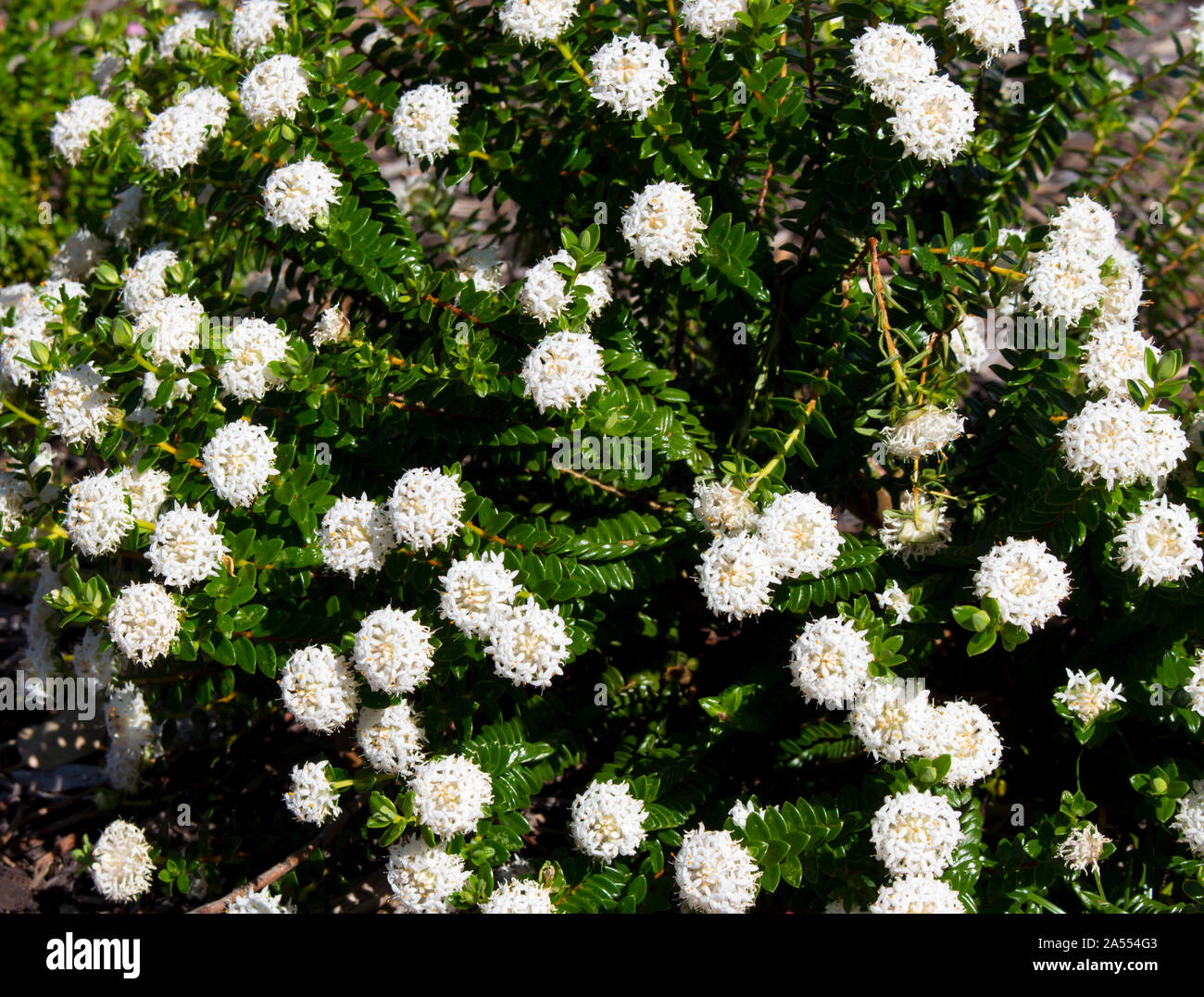 Pimelea ferruginea White Solitaire  Rice Flower of Thymelaeaceae family with snow white flowers blooming in Leeuwin National Park Western Australia . Stock Photo