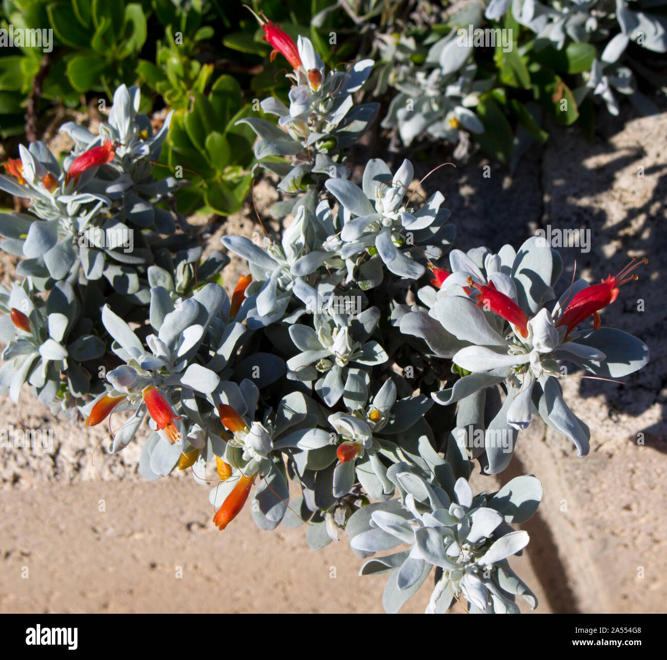 Eremophila glabra prostrate 'Silver Spread' compact ground cover with silver foliage and a profusion of tubular red yellow flowers growing in spring. Stock Photo