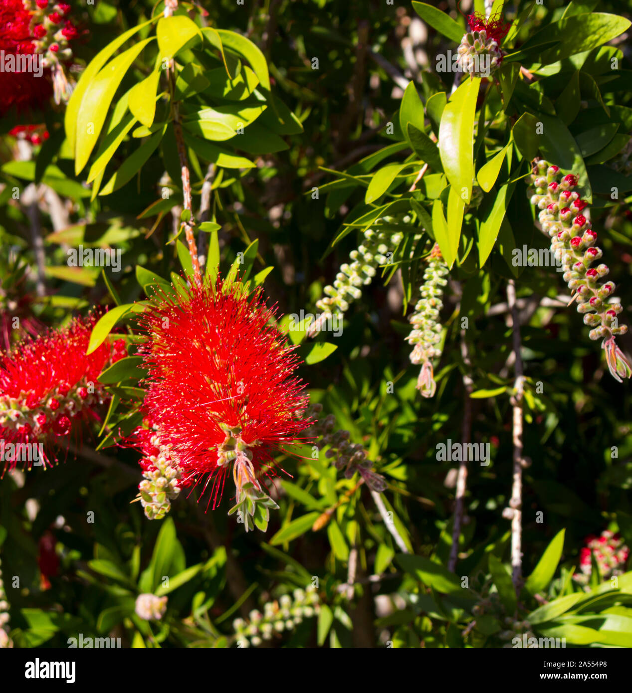 Brilliant West Australian wildflower red bottlebrush callistemon shrub