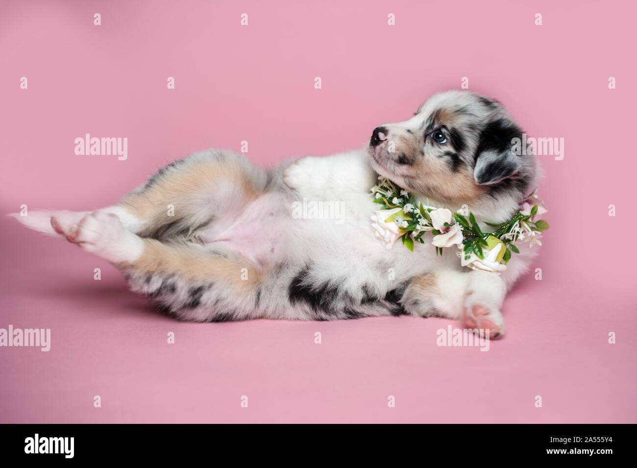 lying Australian Shepherd Puppy Stock Photo