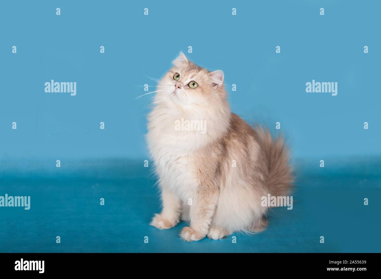 British Longhair Cat Stock Photo Alamy