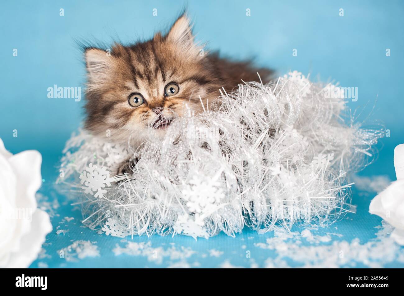 British Longhair Kitten Stock Photo