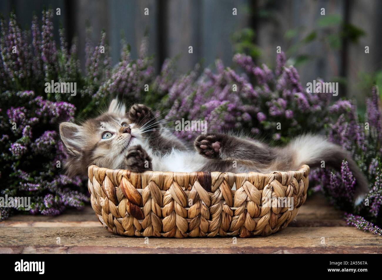 lying German Longhair kitten Stock Photo