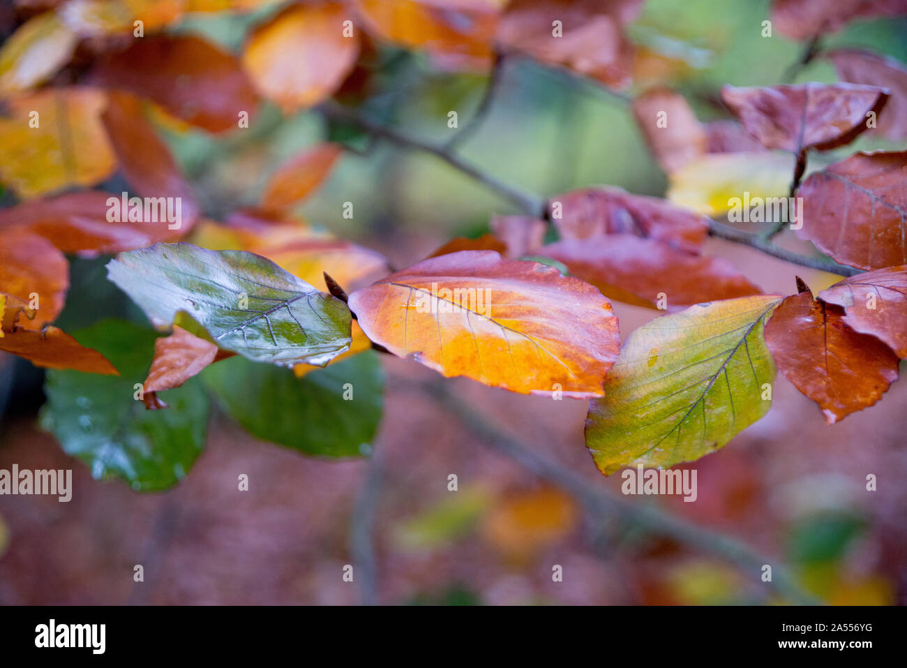 Forest colorful leaves hi-res stock photography and images - Alamy