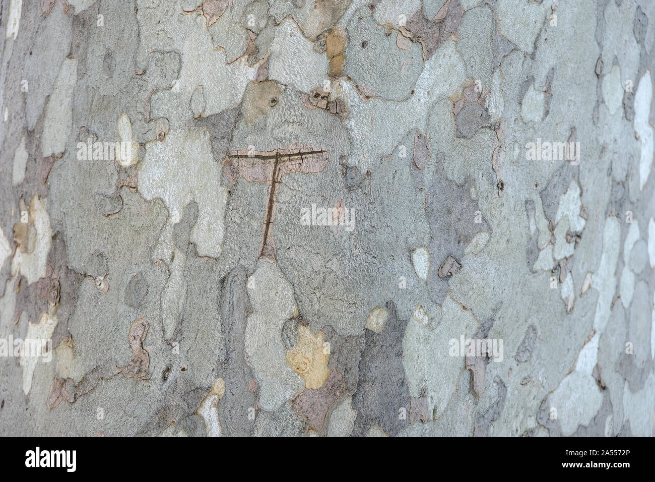 Closeup of plane tree bark, flat full and without borders with the plot highlighted Stock Photo