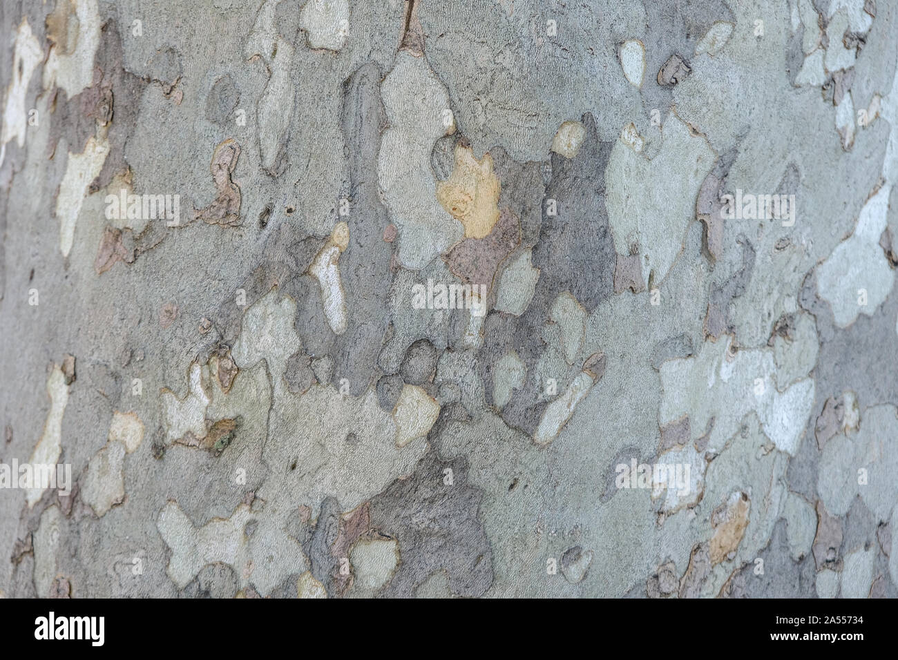 Closeup of plane tree bark, flat full and without borders with the plot highlighted Stock Photo