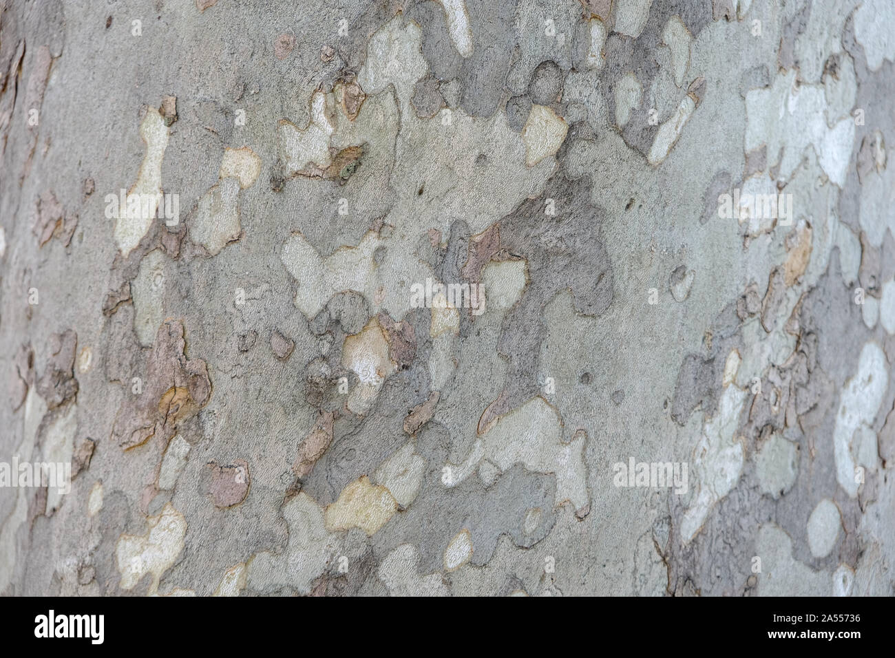 Closeup of plane tree bark, flat full and without borders with the plot highlighted Stock Photo