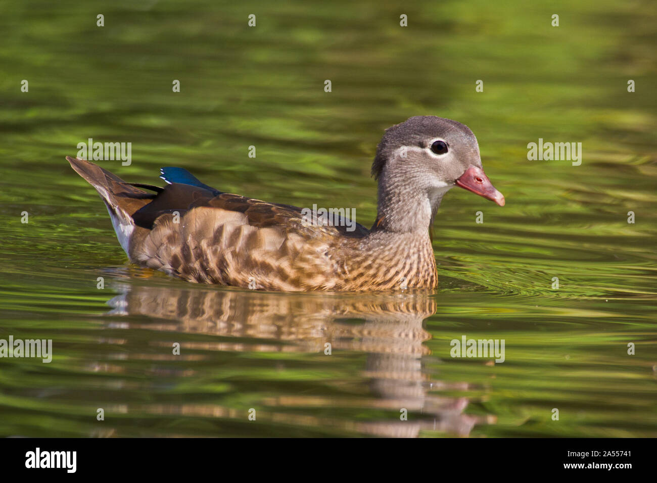 Female mandarin duck in a pool with leaves reflected in the water. The water is not green; it's just the reflection. Stock Photo
