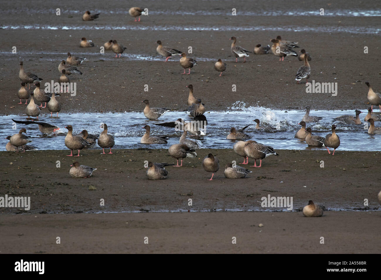 Goose Uk Rspb Pink-footed goose Anser brachyrhynchus, in water channel in estuary mud ...