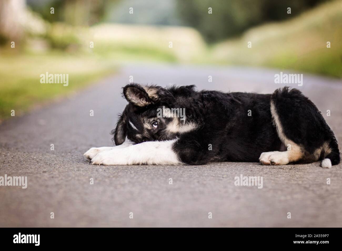 Bernese Mountain Dog Shepherd Puppy Stock Photo 330187711 Alamy