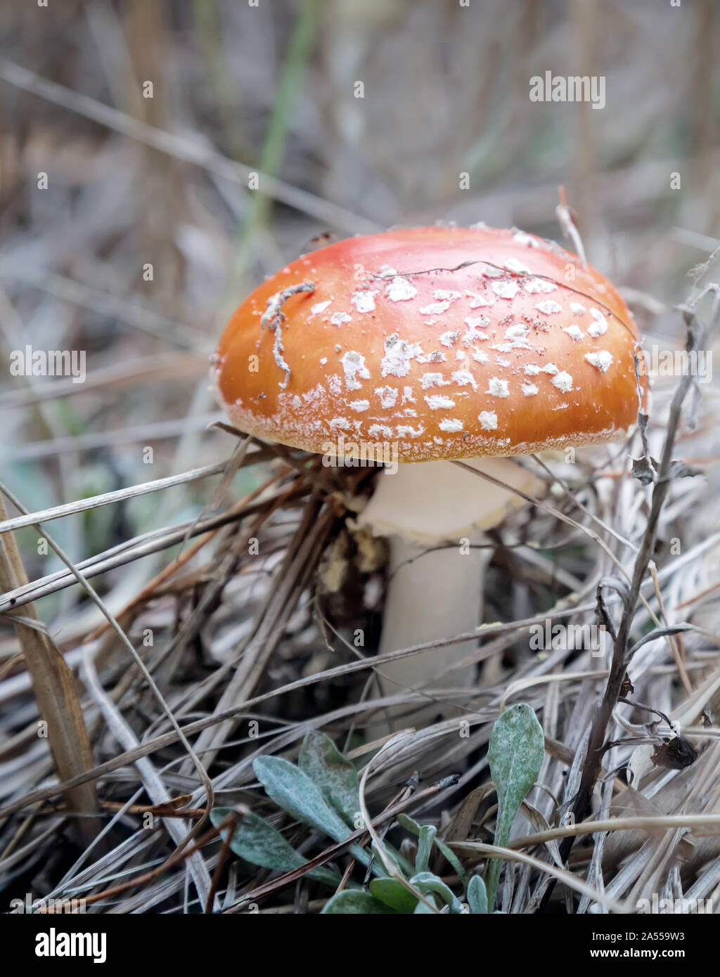 Poisonous mushroom fly agaric in a forest clearing. Stock Photo