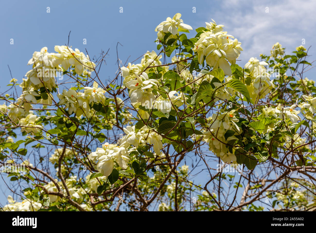 White blooming Mussaenda or Buddha's Lamp and blue sky at the background. Bali, Indonesia Stock Photo