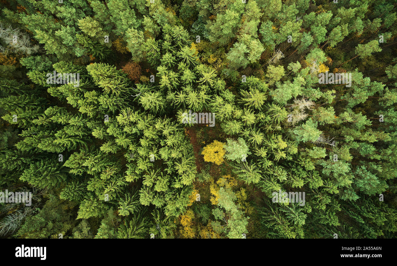 Land of green autumn forest above top drone view Stock Photo