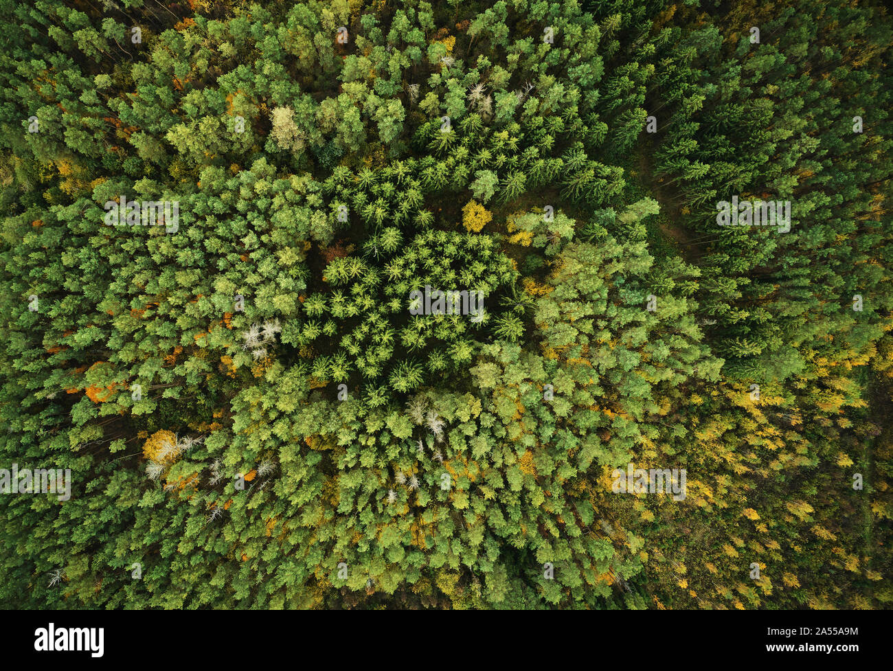 Autumn green pine forest above drone top view Stock Photo