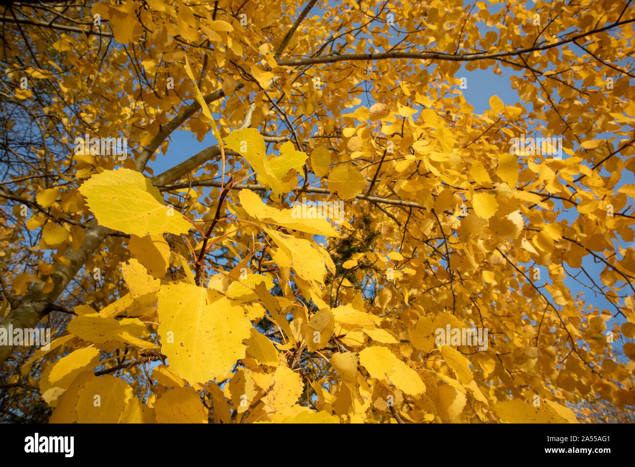 yellow aspen tree leaves in october Stock Photo Alamy