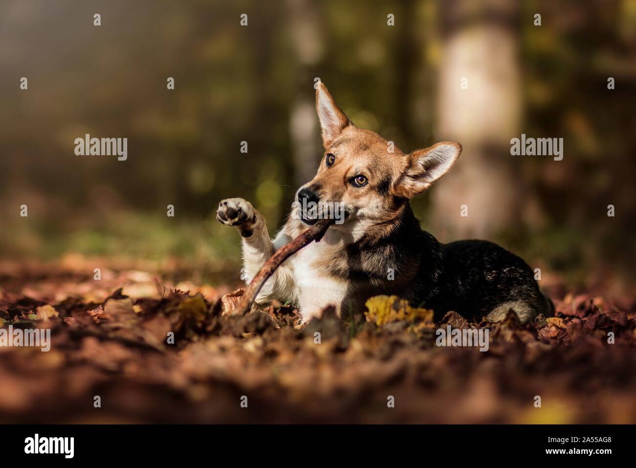 mongrel Stock Photo