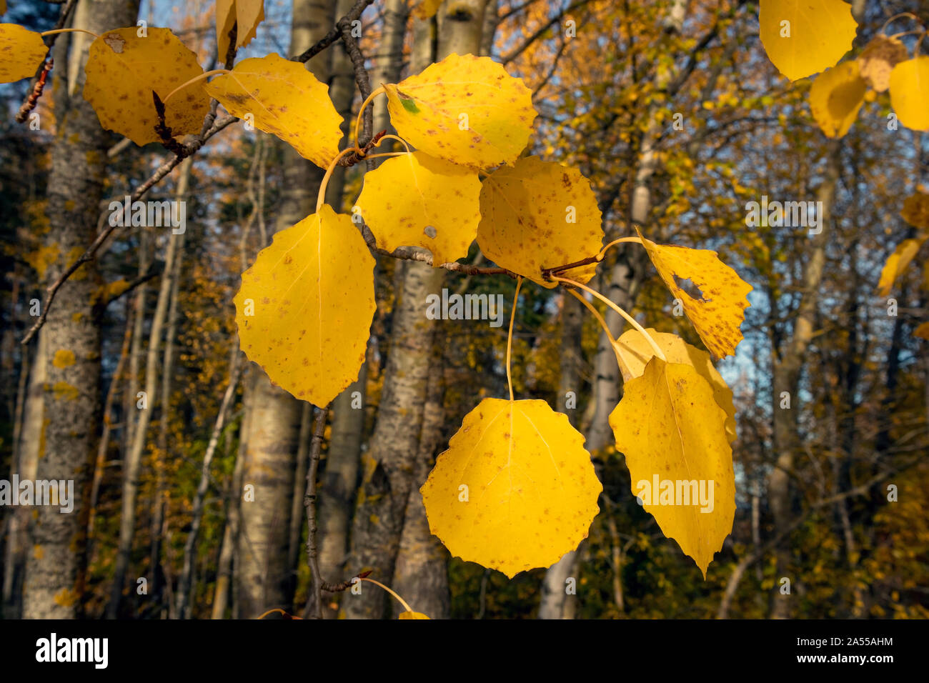 yellow aspen tree leaves in october Stock Photo Alamy