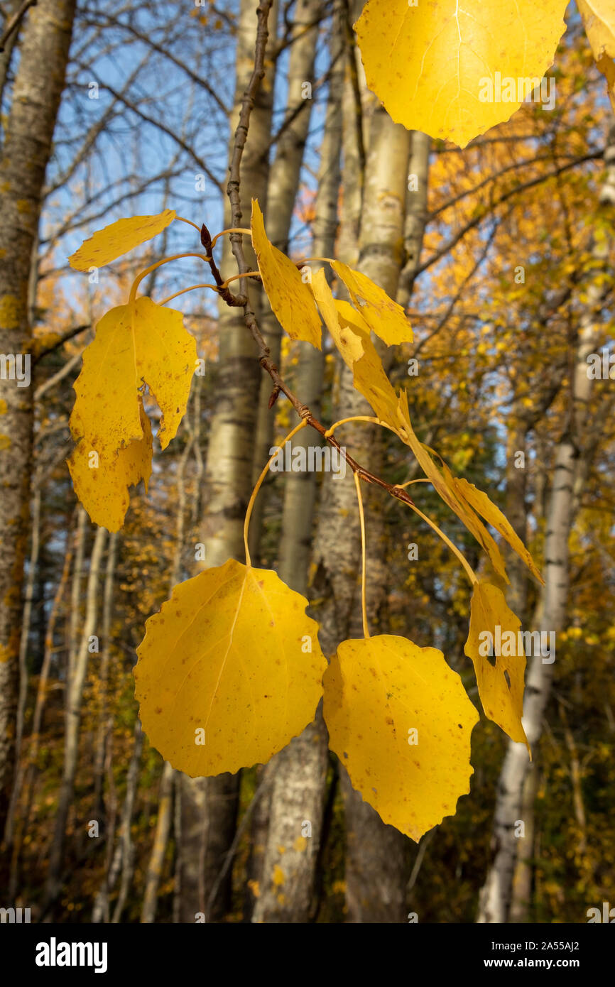 yellow aspen tree leaves in october Stock Photo Alamy