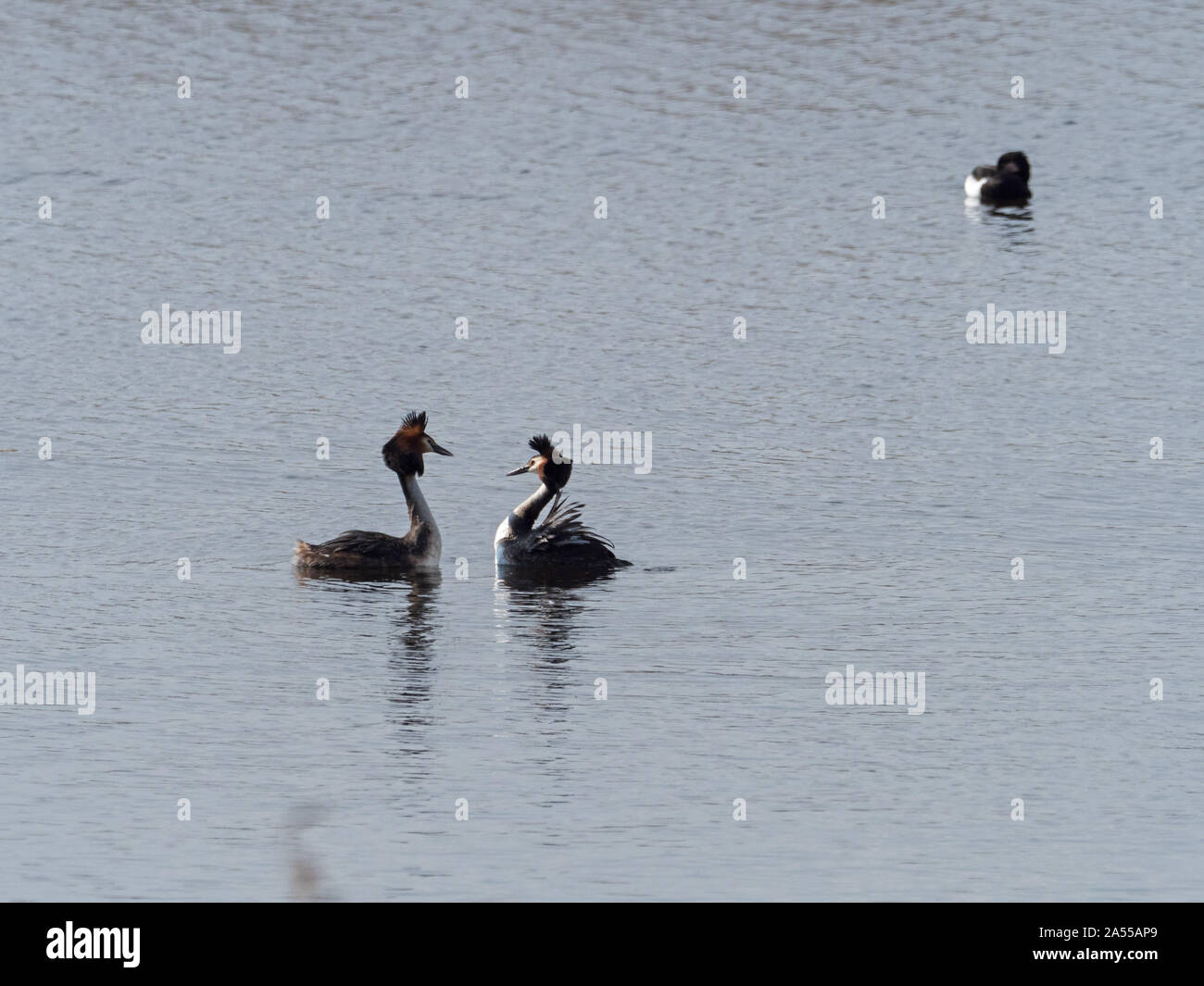 Great crested grebe Podiceps cristatus pair displaying, from Noah's Hide, Shapwick Heath National Nature Reserve, part of the Avalon Marshes, Somerset Stock Photo