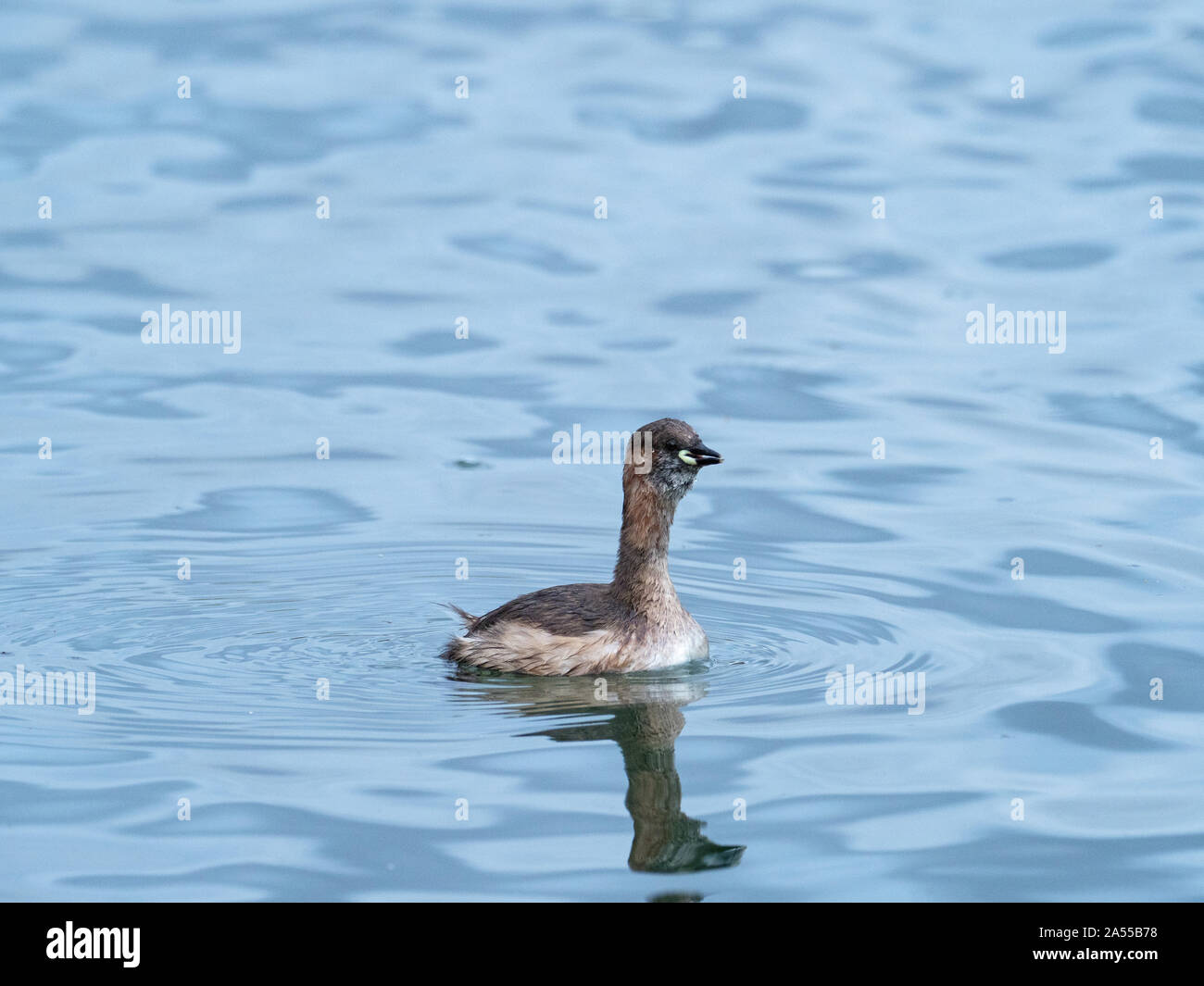 little-grebe-tachybaptus-ruficollis-calling-while-swimming-on-a-lake