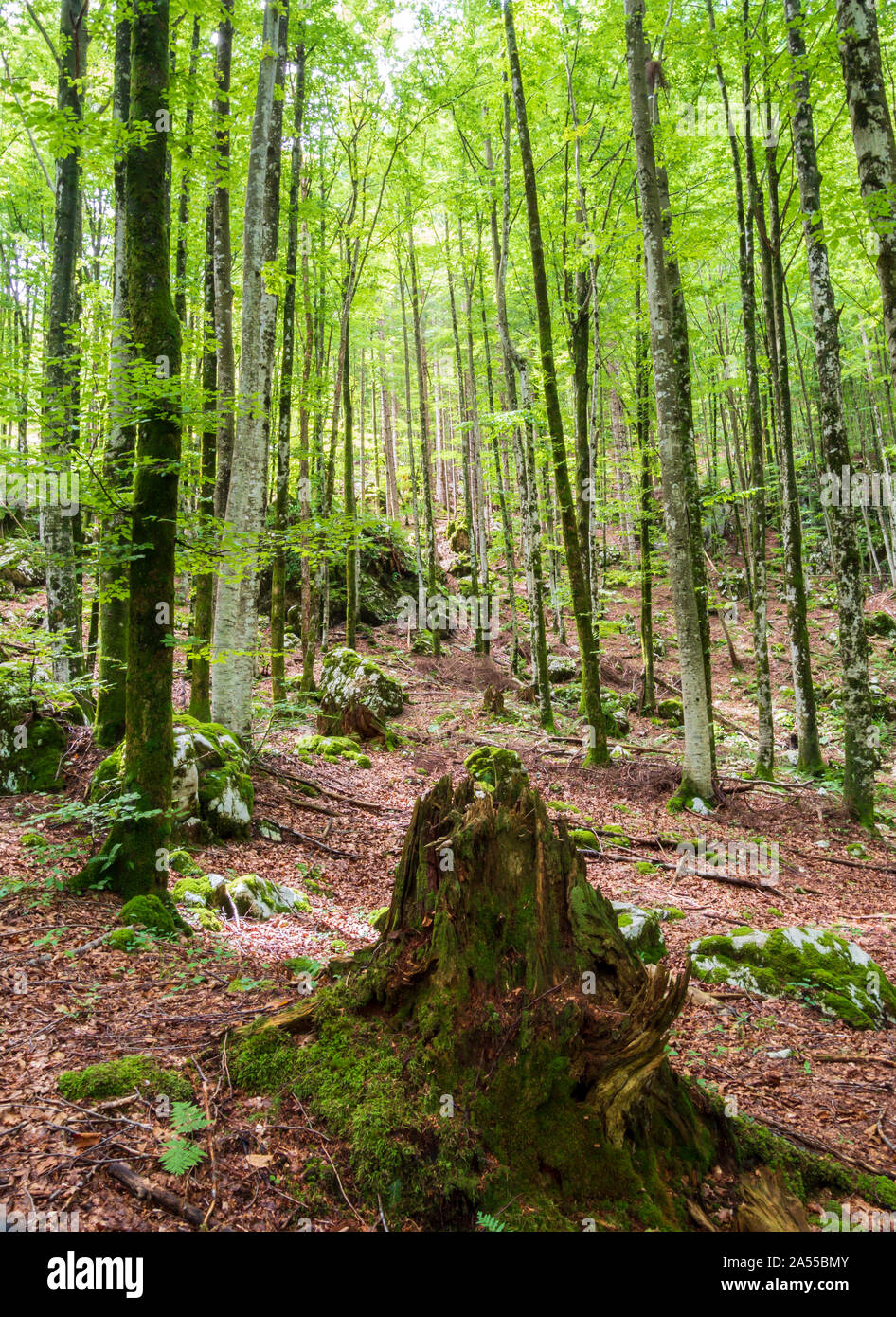 Forest Triglav National Park, Slovenia Stock Photo