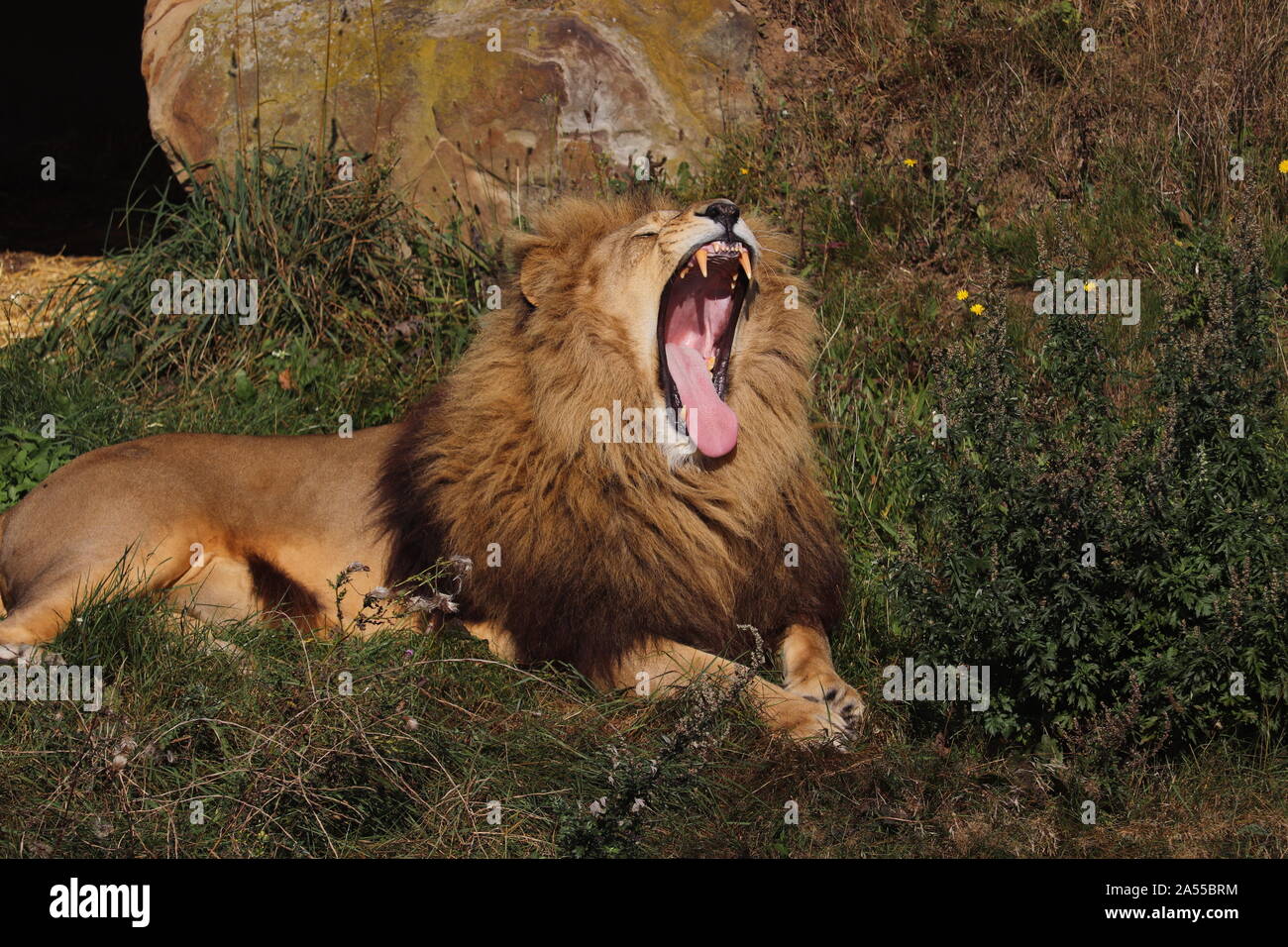 African Lion, Simba, yawning (Panthera leo Stock Photo Alamy
