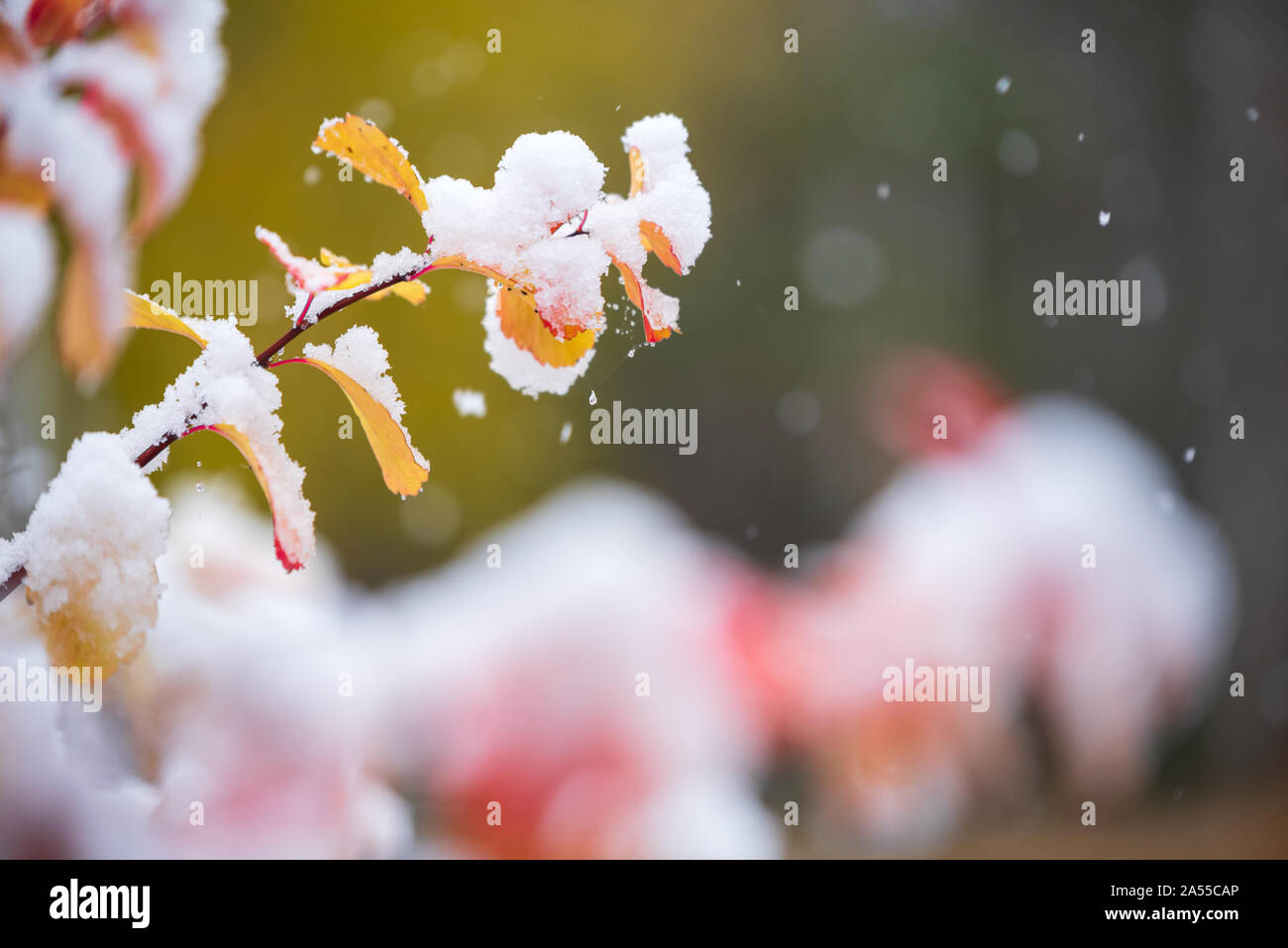 Spirea In Winter High Resolution Stock Photography And Images Alamy Spirea In Winter High Resolution Stock Photography And Images Alamy