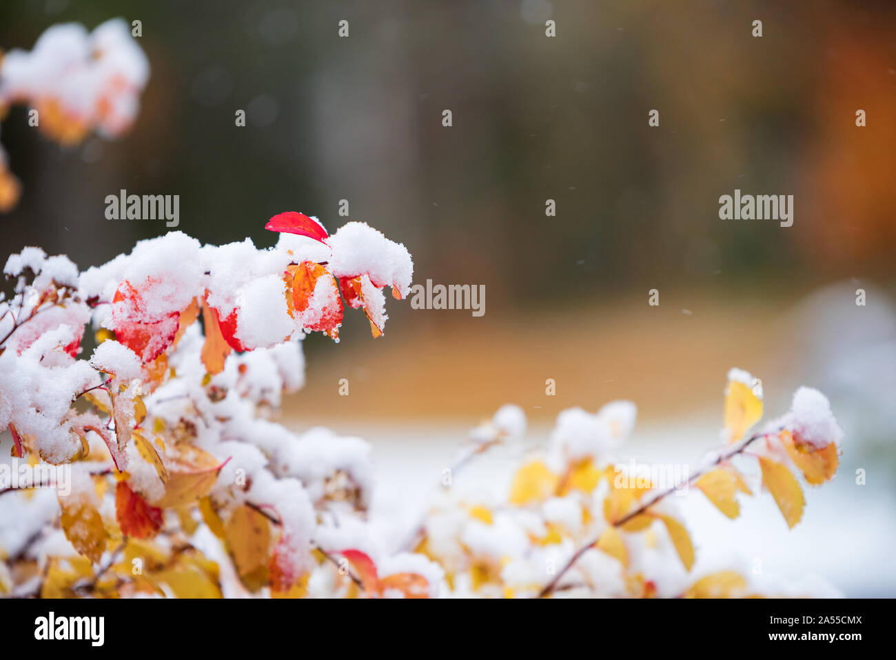 Spirea In Winter High Resolution Stock Photography And Images Alamy Spirea In Winter High Resolution Stock Photography And Images Alamy