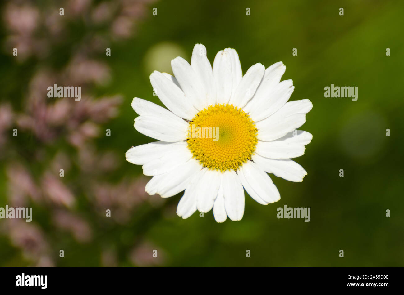 Bellis perennis, Asteraceae, Macro photograph of a Common Daisy Flower Stock Photo