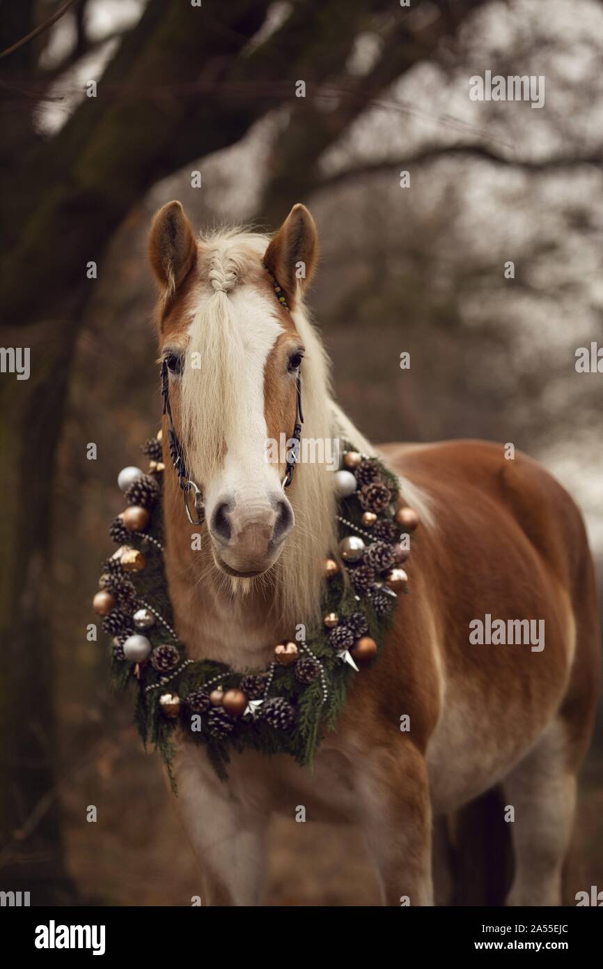 standing Haflinger horse Stock Photo