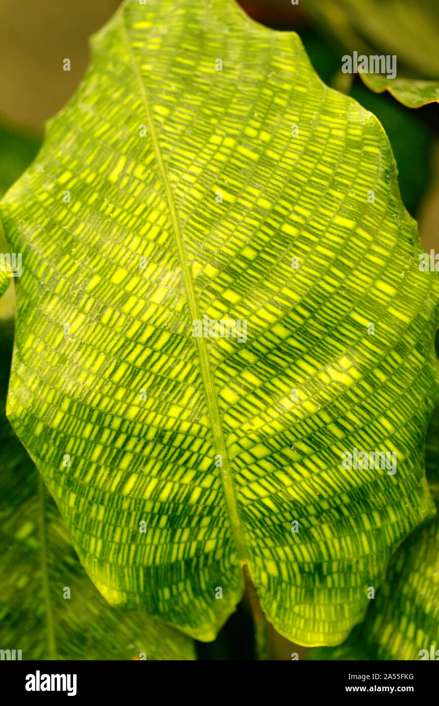Calathea leaf. Calathea musaica Stock Photo