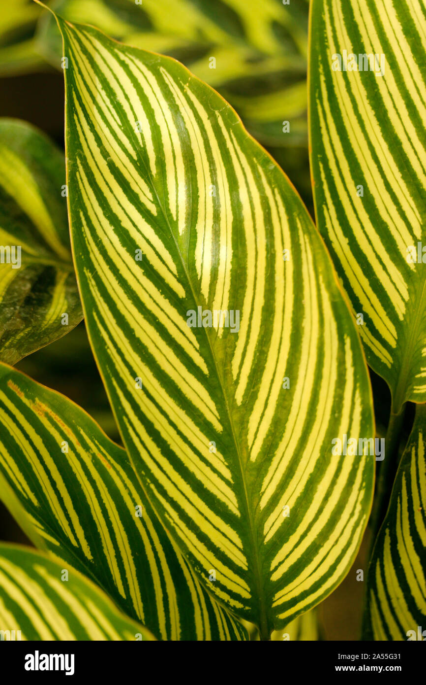 Calathea leaf. Calathea zebrina. Stock Photo