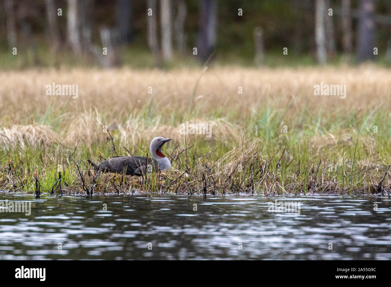 Red-throated loon, Gavia stellata brooding in springtime, Boden, Norrbotten, Sweden Stock Photo