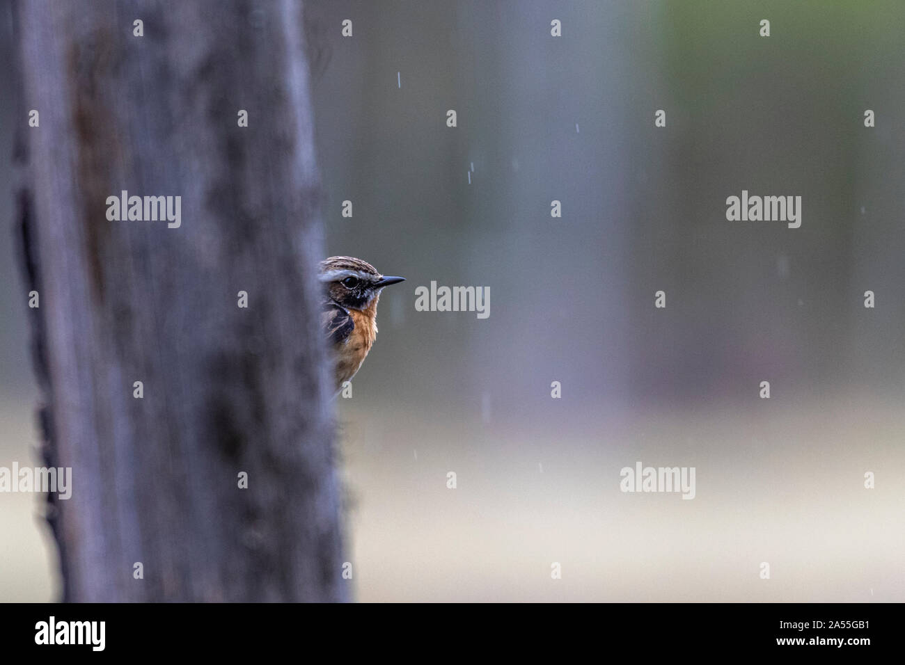 Whinchat, Saxicola rubetra, sitting behind a tree, Boden, Norrbotten, Sweden Stock Photo