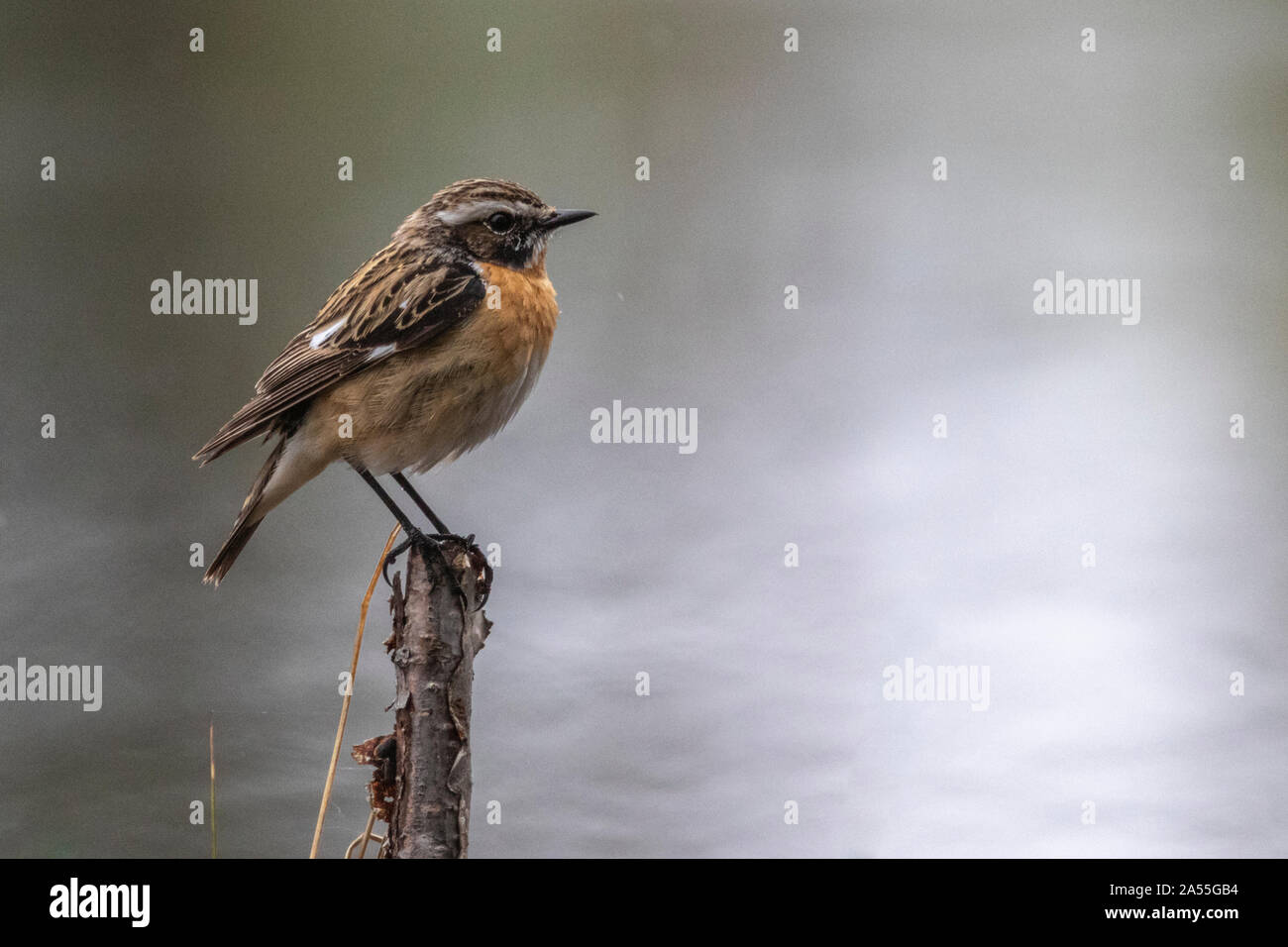 Whinchat, Saxicola rubetra, sitting on a tree trunk, Boden, Norrbotten, Sweden Stock Photo