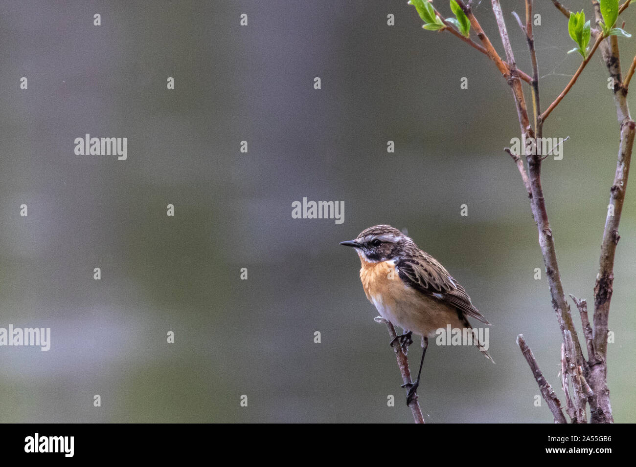 Whinchat, Saxicola rubetra, sitting on a tree trunk, Boden, Norrbotten, Sweden Stock Photo