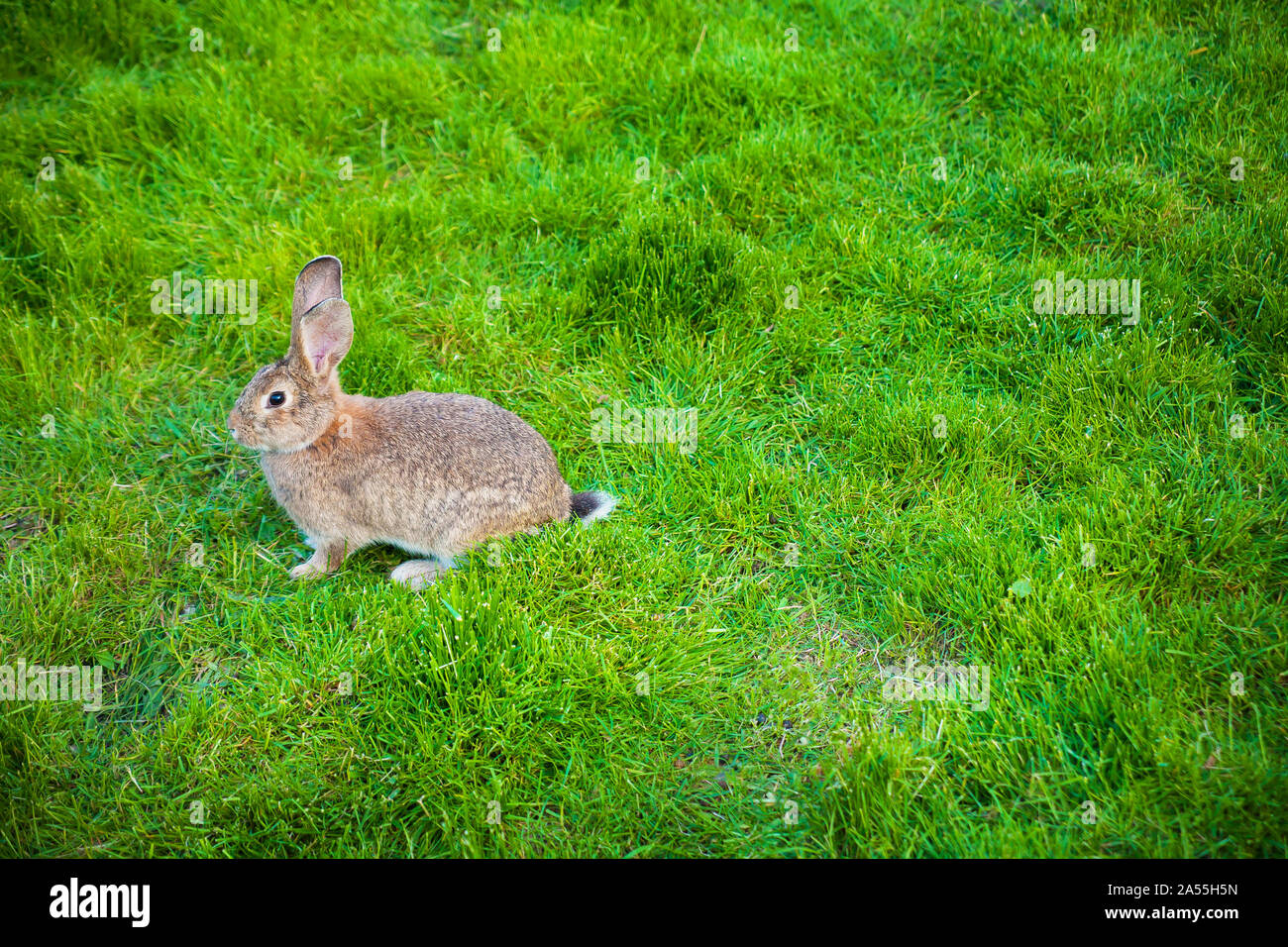 White rabbit eats green grass hi-res stock photography and images - Alamy