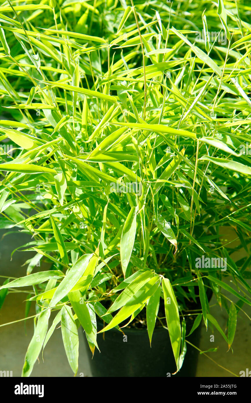 Bamboo. Fargesia rufa Stock Photo Alamy