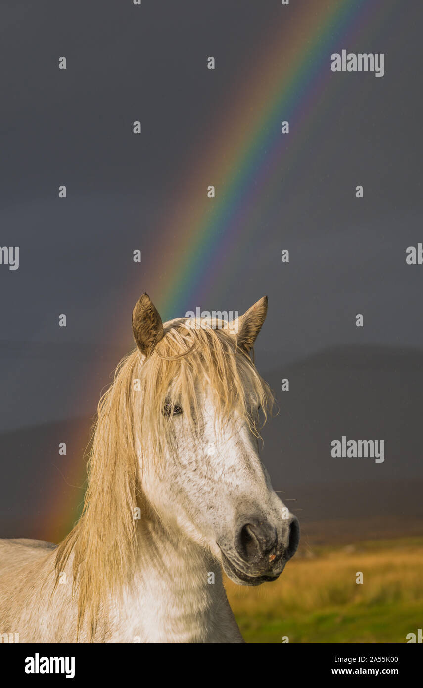 White horse with rainbow making it look like a unicorn, Outer Hebrides, Scotland Stock Photo