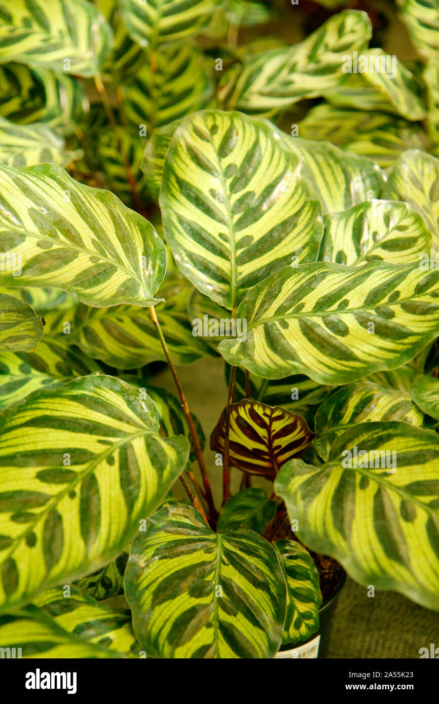 Calathea leaf. Stock Photo