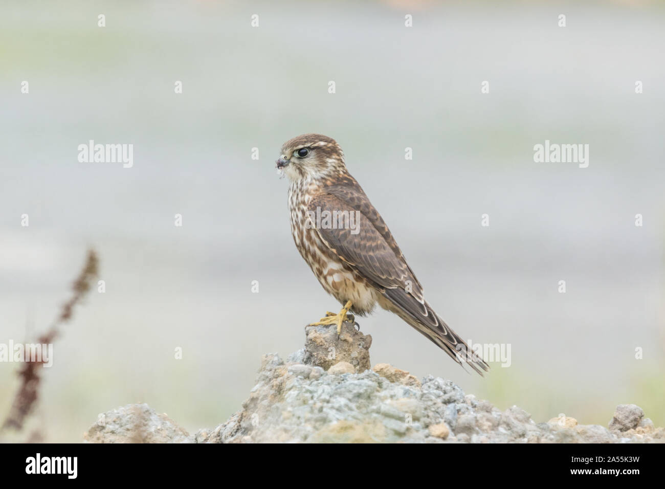 Merlin Falco columbarius perched female, Outer Hebrides, Scotland UK ...