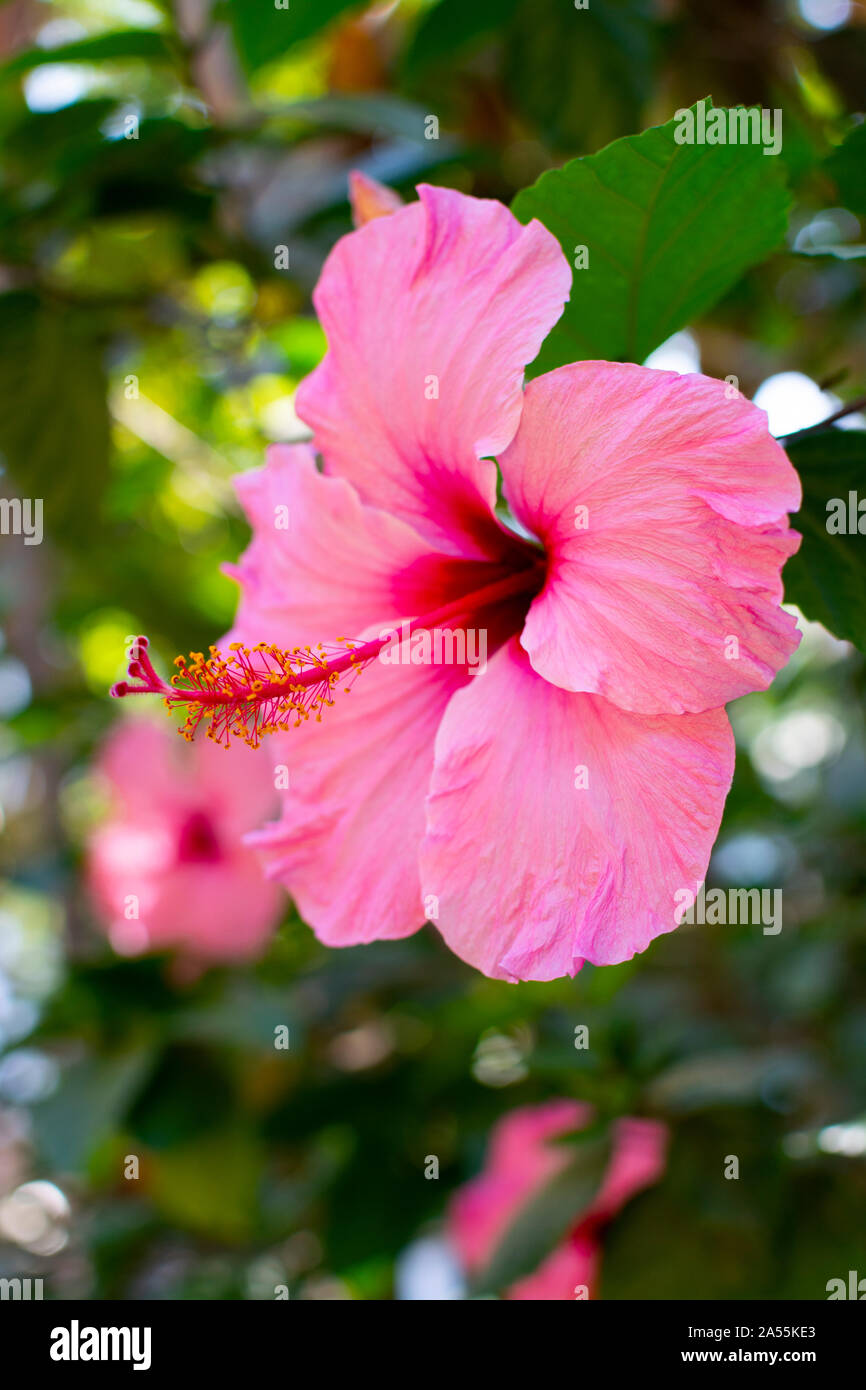 Tahitian hibiscus flower hi-res stock photography and images - Alamy
