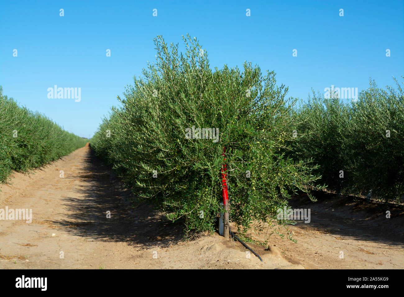 Many olive trees growing on plantations in rows in Andalusia near
