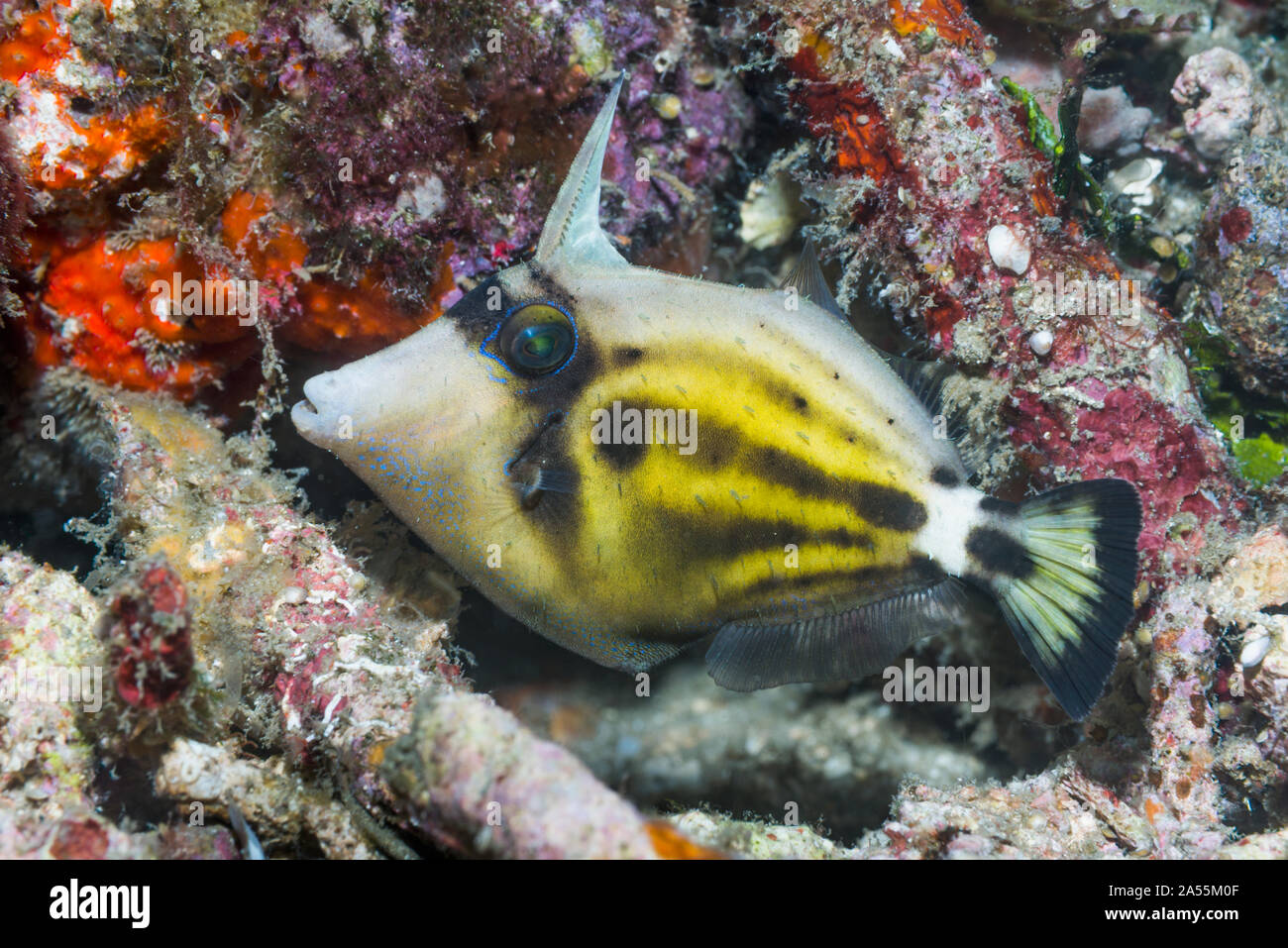 Specktacled filefish [Cantherhines fronticinctus].  North Sulawesi, Indonesia. Stock Photo