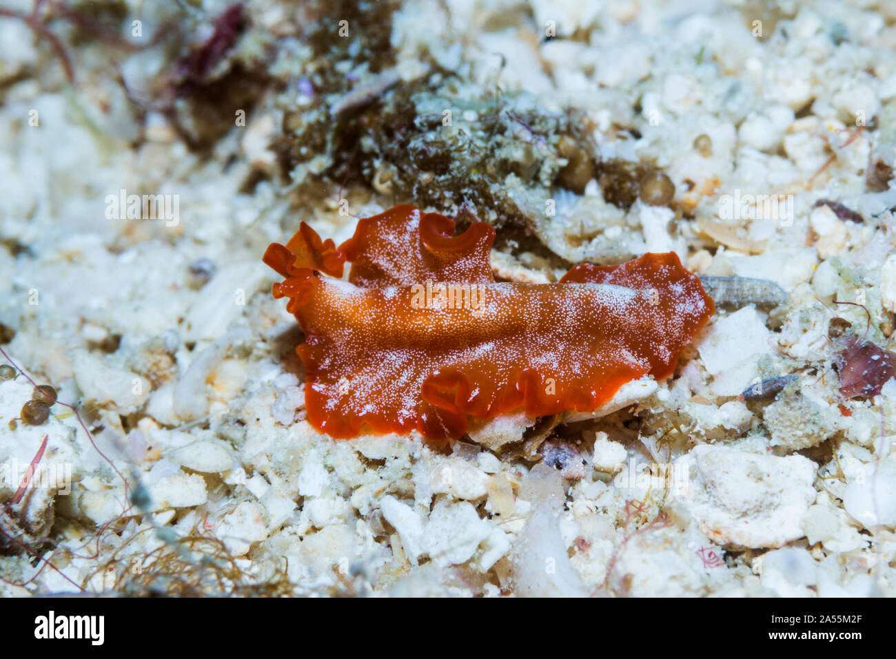 Flatworm - Phrikoceres sp.  West Papua, Indonesia.  Indo-West Pacific. Stock Photo