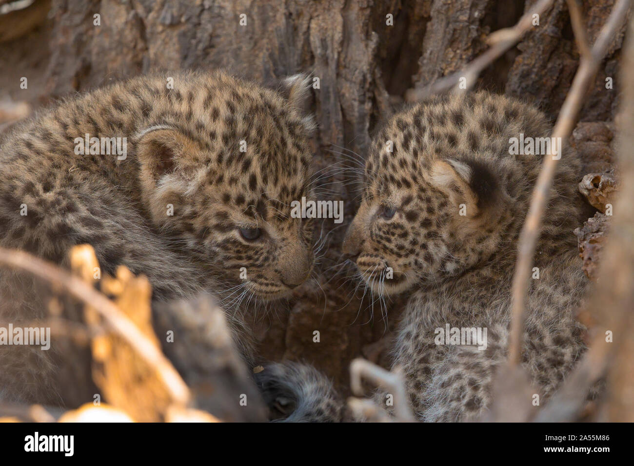 African leopard and cubs hi-res stock photography and images - Alamy