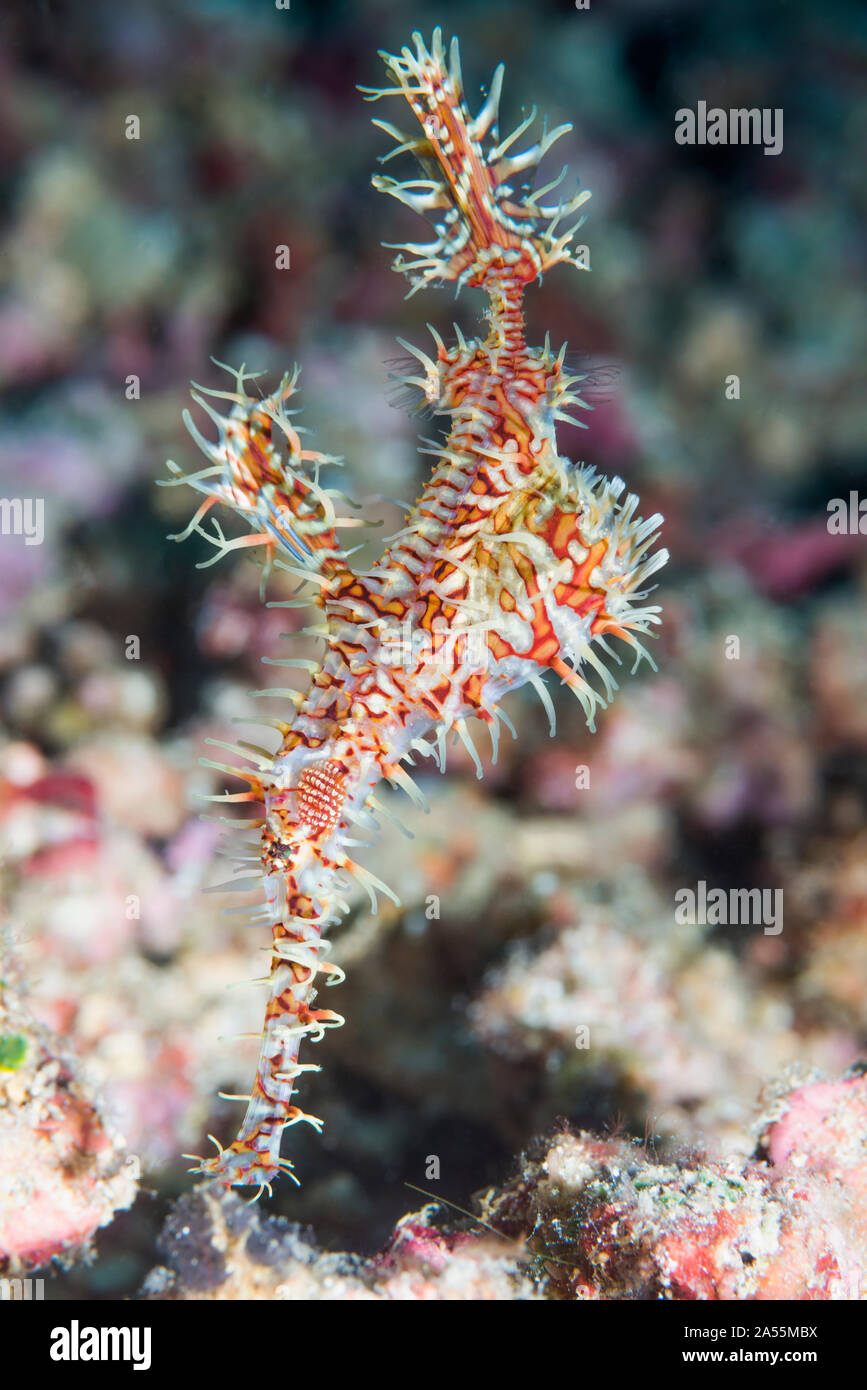 Harlequin or Ornate ghostpipefish [Solenostomus paradoxus] female carrying eggs in pelvic fins.  North Sulawesi, Indonesia. Stock Photo